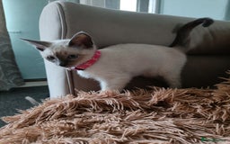 Siamese cats for sale: 1x girl & 1x boy are available ❤️🙌🐾 - Image 1