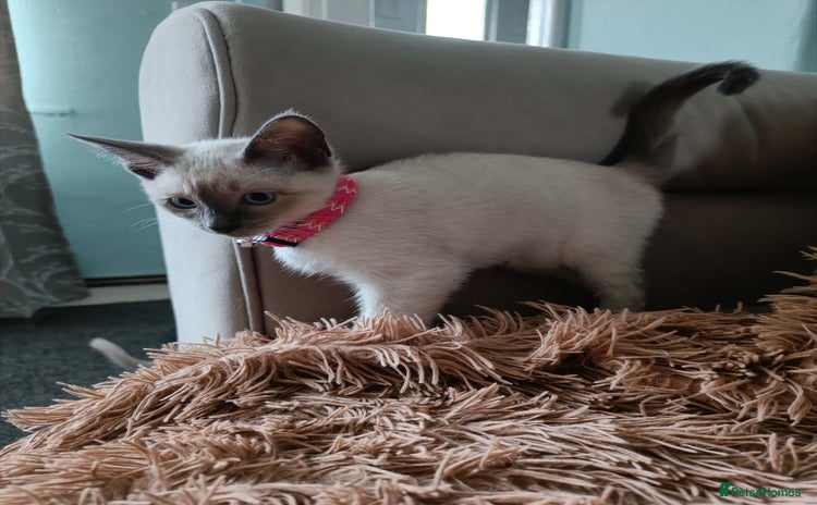 Siamese cats - Advert 4