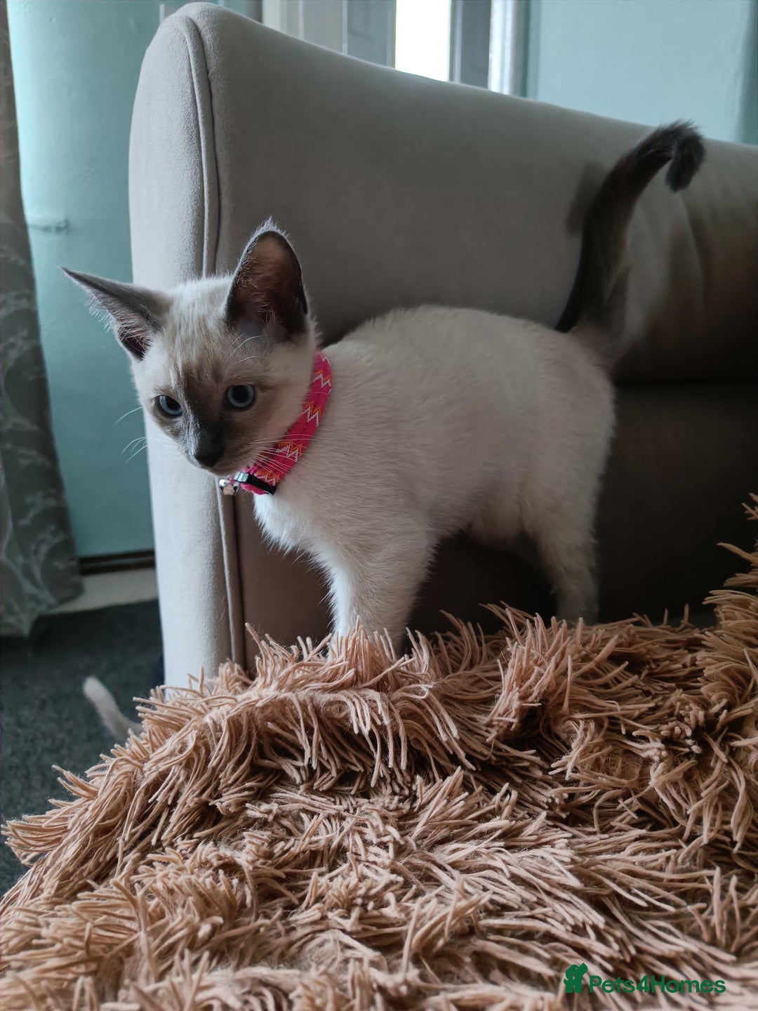 Siamese cats for sale: 1x girl & 1x boy are available ❤️🙌🐾 - Image 1