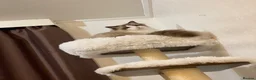 Ragdoll cats for sale: Beautiful Male Ragdoll - Advert 7