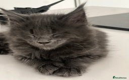 Maine Coon cats for sale:  Gccf registered Main Coon Kittens  - Image 7