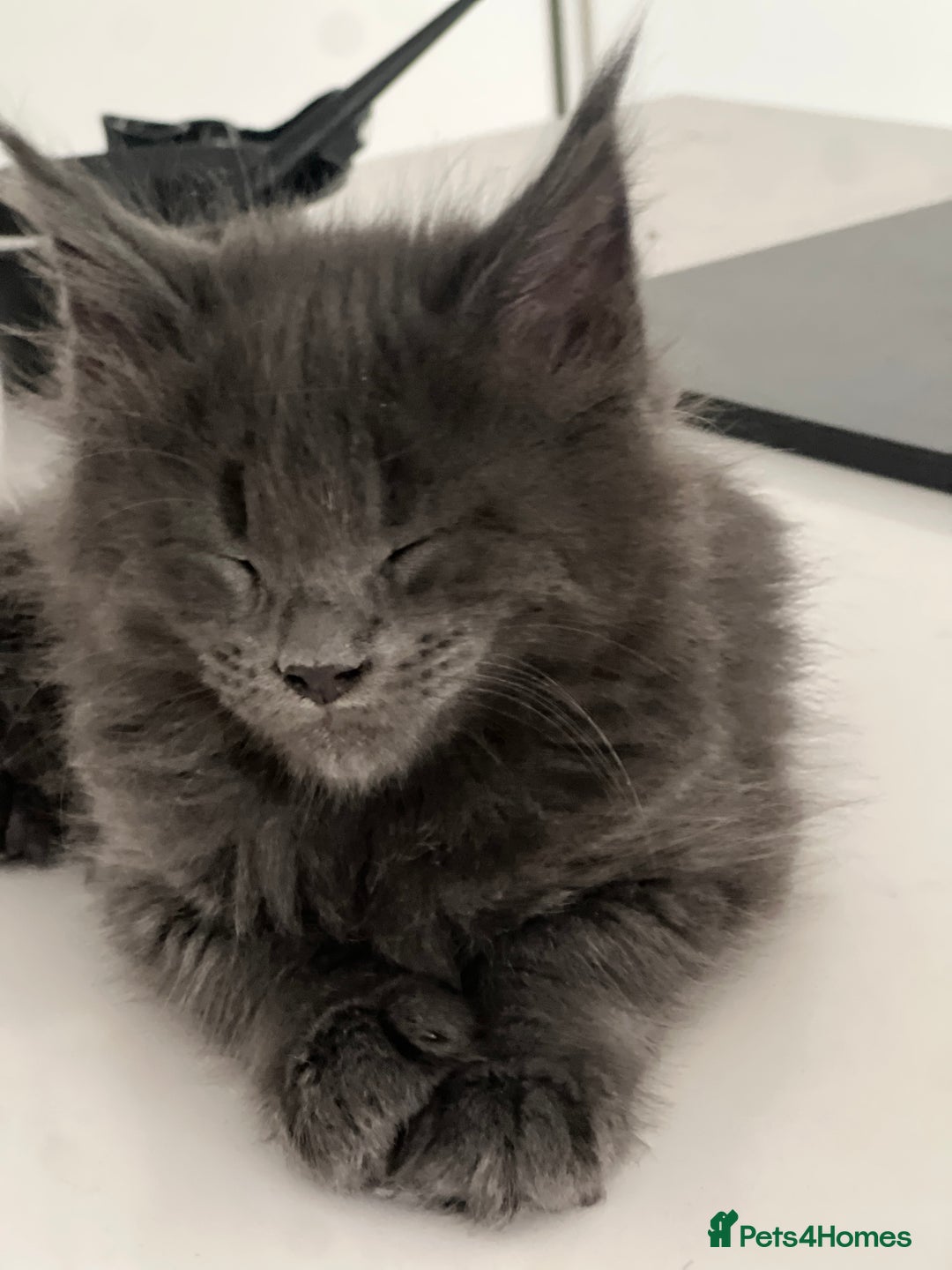 Maine Coon cats for sale:  Gccf registered Main Coon Kittens  - Image 7