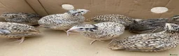Quail poultry for sale: Jumbo Japanese, Italian, white, Rosetta, celadons - Advert 2