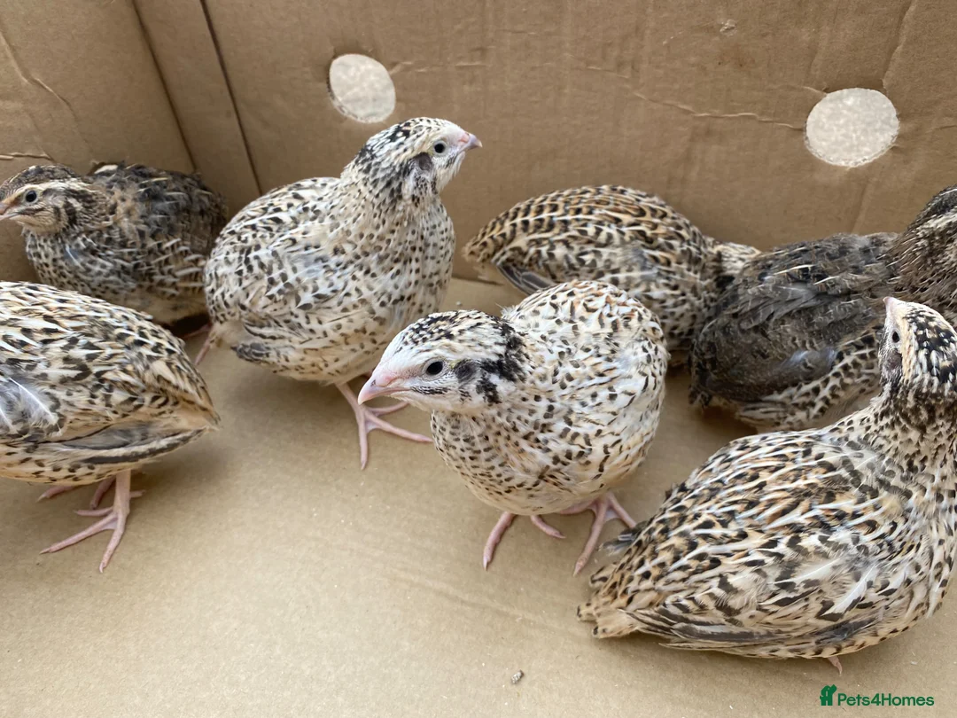Quail poultry for sale: Jumbo Japanese, Italian, white, Rosetta, celadons - Advert 2