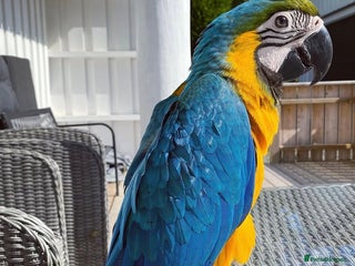 Macaws birds in Coventry - Advert 15