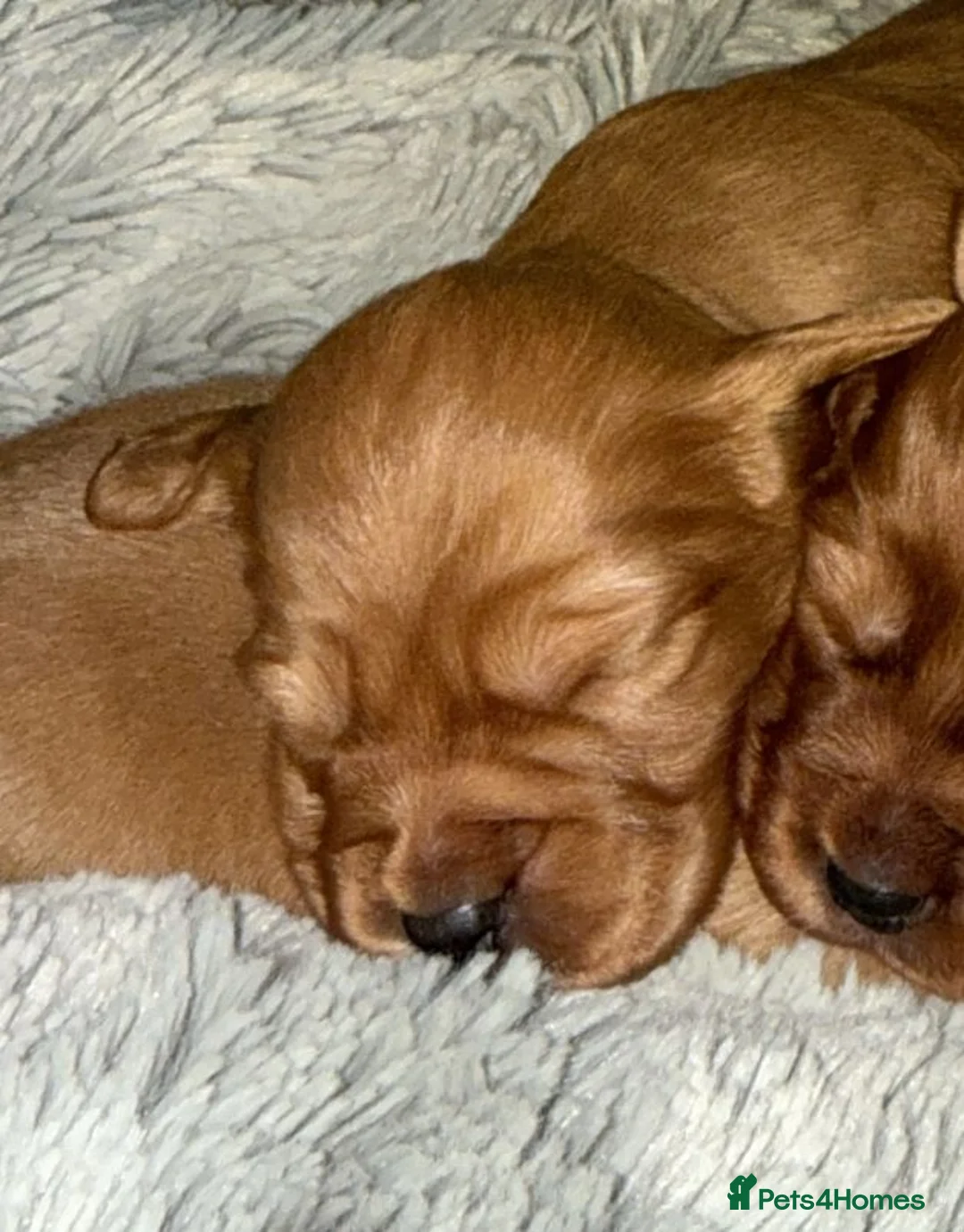 Cockerdor dogs for sale: Beautiful F1 Cockerdors in Christchurch - Advert 2