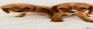 Cockalier 8