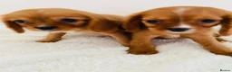 Cockalier dogs for sale: Cockalier puppy’s  - Advert 6