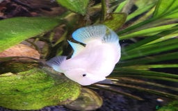 Other/Mixed Breed fish for sale: Blue Texas Cichlid & Platinum Polar Parrot Cichlid - Image 9