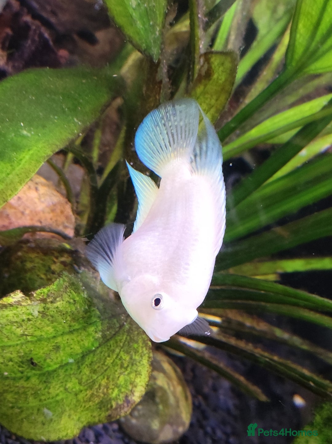 Other/Mixed Breed fish for sale: Blue Texas Cichlid & Platinum Polar Parrot Cichlid - Image 9