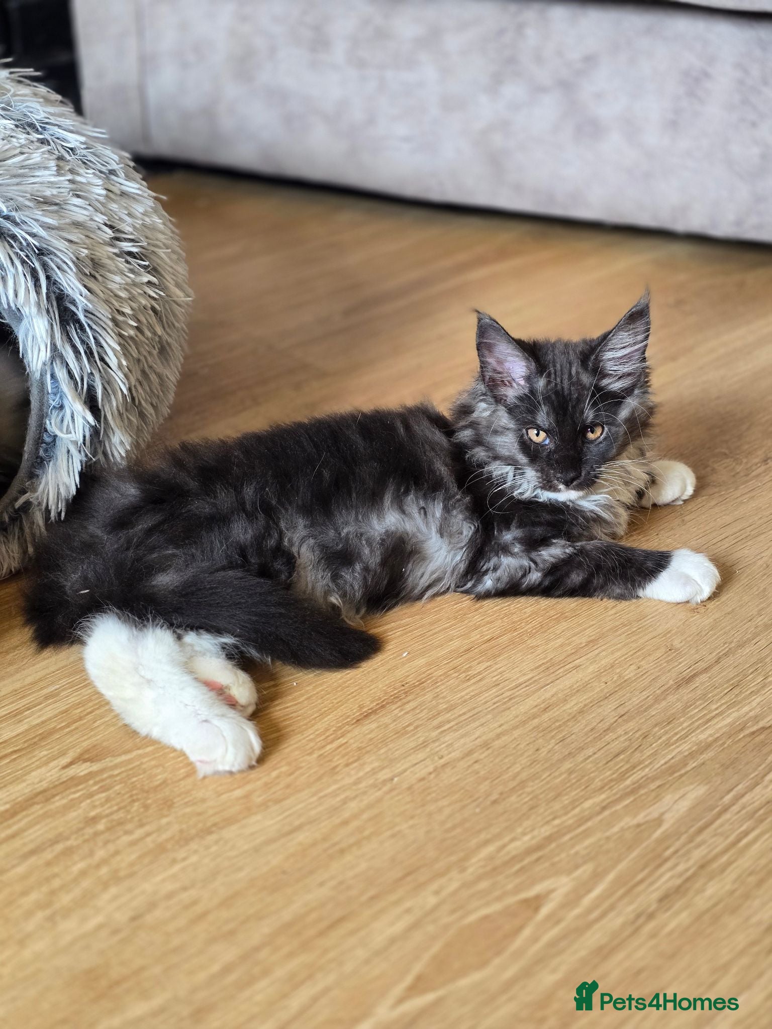 Maine Coon cats Tica Pedigree Smoke Maine Coons - Advert 2