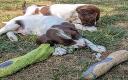 English Springer Spaniel dogs for sale: 2025 FTCH ROSEBAY BLUE,WELL MARKED LITTER ESS PUPS - Image 8