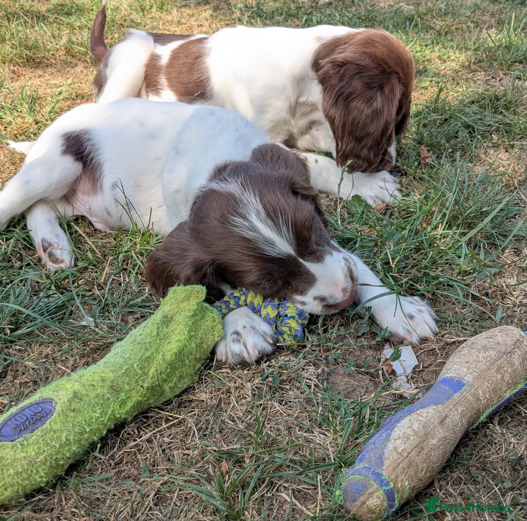English Springer Spaniel dogs for sale: 2025 FTCH ROSEBAY BLUE,WELL MARKED LITTER ESS PUPS - Image 8