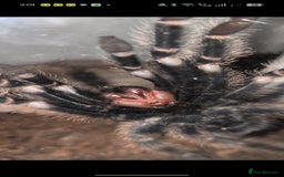 Tarantulas invertebrates for sale: Salmon pink bird eater juvi - Advert 3