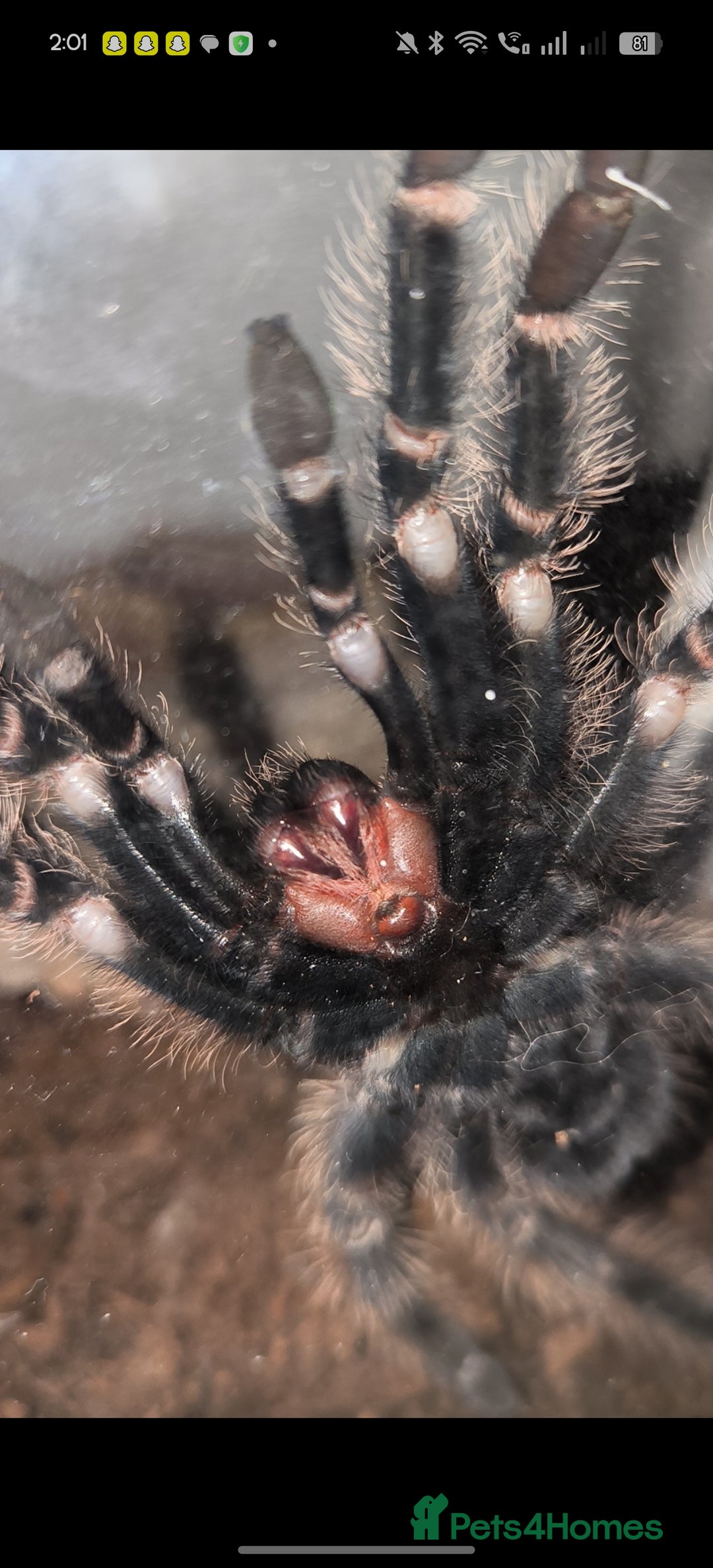 Tarantulas invertebrates for sale: Salmon pink bird eater juvi - Advert 3