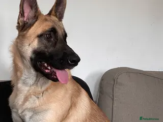 Mixed Breed dogs 9 month old GSD X Malinois X Husky - Advert 3