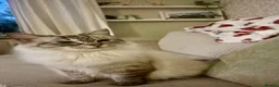 Ragdoll cats for sale: Marvellous mink babies  - Advert 9