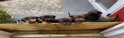 Mixed Breed dogs for sale: BEAUTIFUL LABRADOR X GWP X VIZSLA PUPPIES FOR SALE - Advert 11