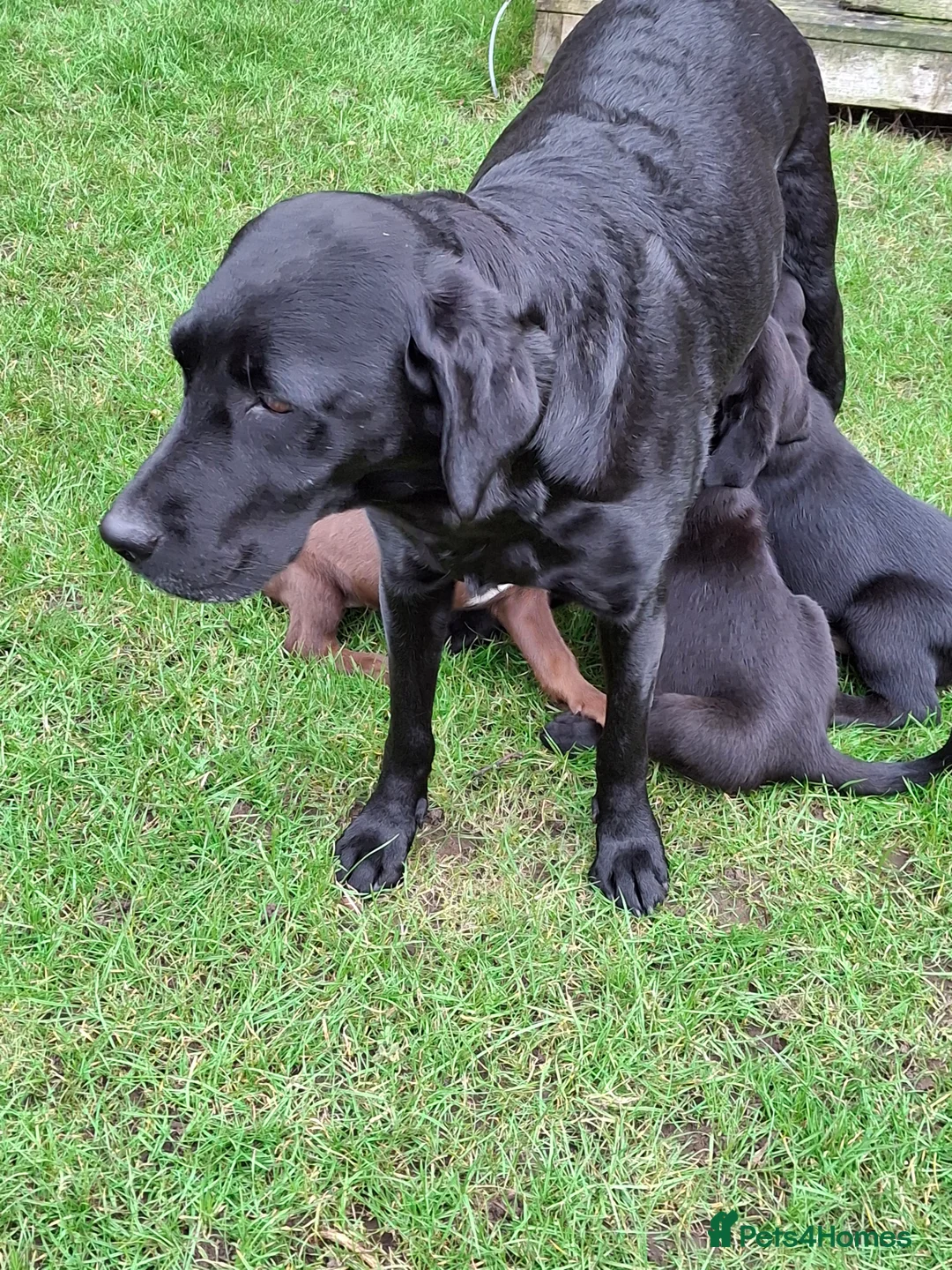 Borador dogs for sale: Borador pups  in Bishop Auckland - Advert 1