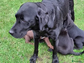 Borador dogs Borador pups in Bishop Auckland - Advert 8