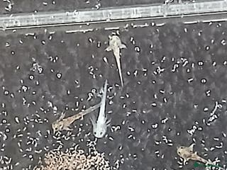 Axolotl reptiles Baby axolotls - Advert 16