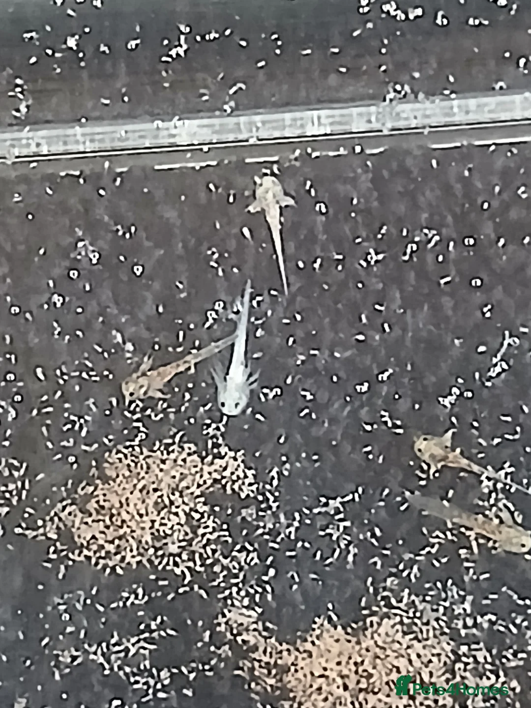 Axolotl reptiles for sale: Baby axolotls  - Advert 1