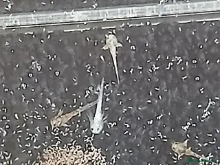 Axolotl reptiles Baby axolotls - Advert 2