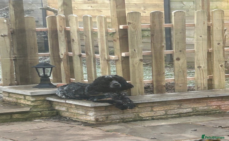 Cocker Spaniel dogs - Advert 10