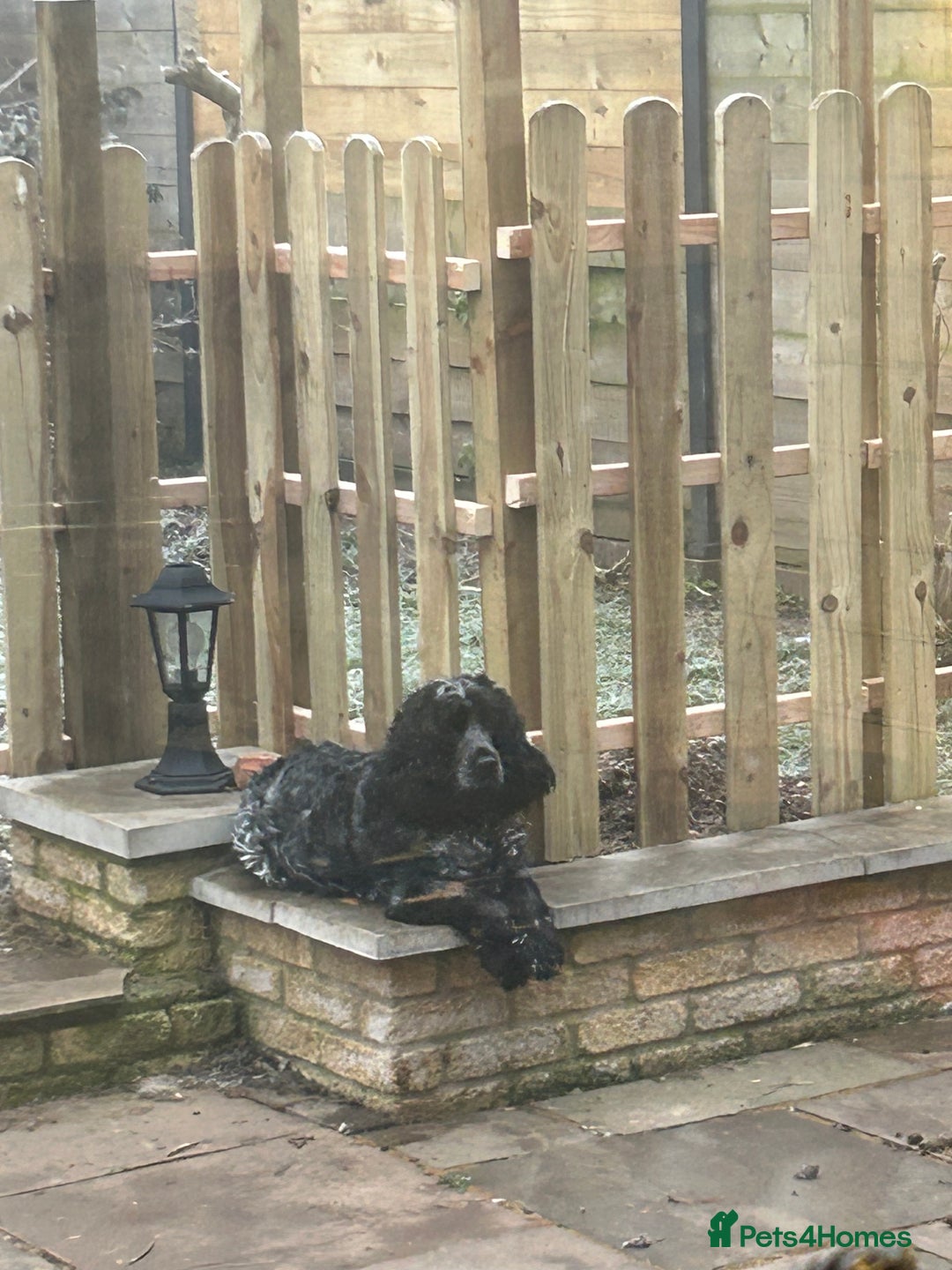 Cocker Spaniel dogs for sale: Show cocker spaniel  - Image 1