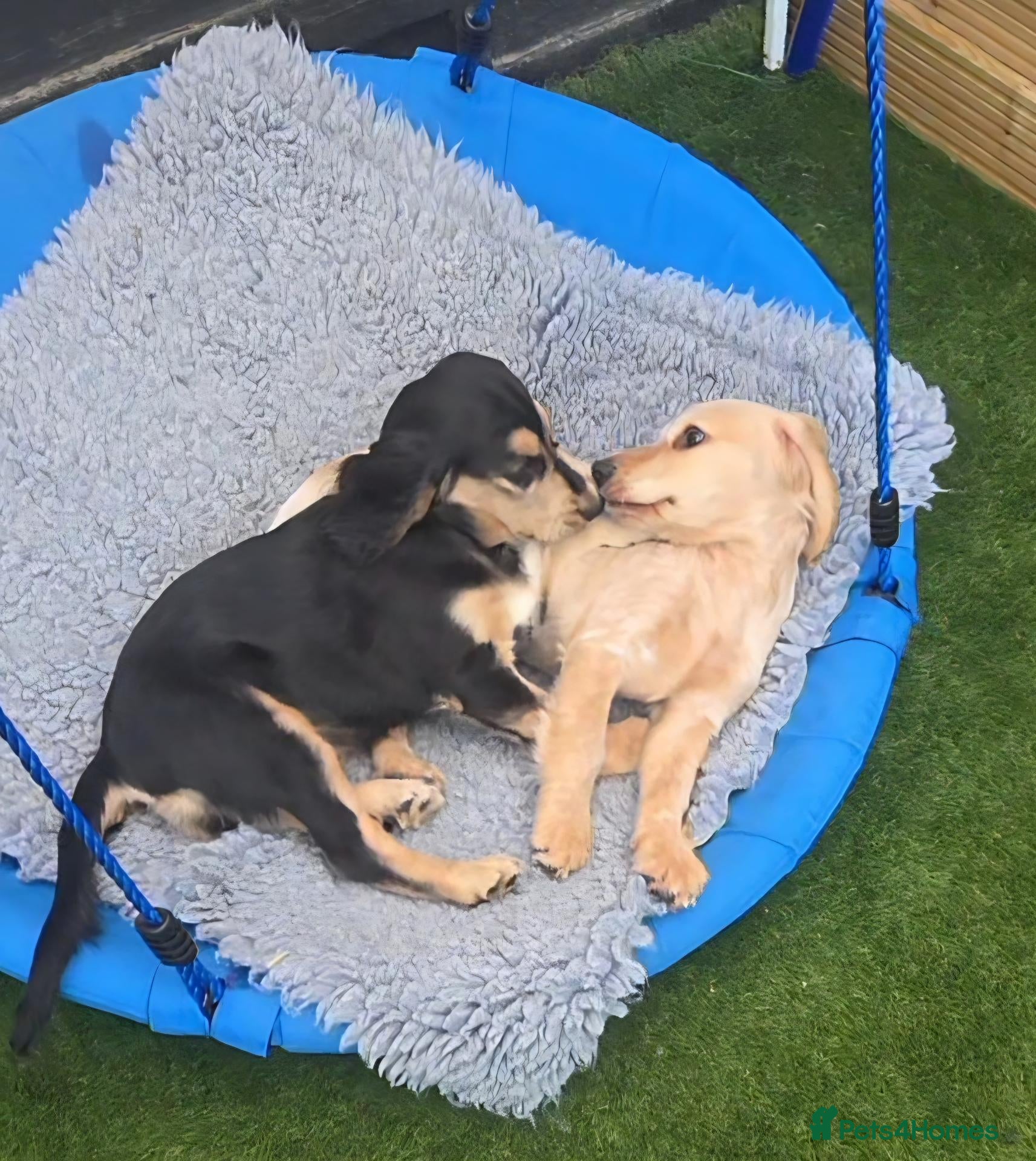 Cockapoo dogs COCKER SPANIEL only two boys left - Advert 2