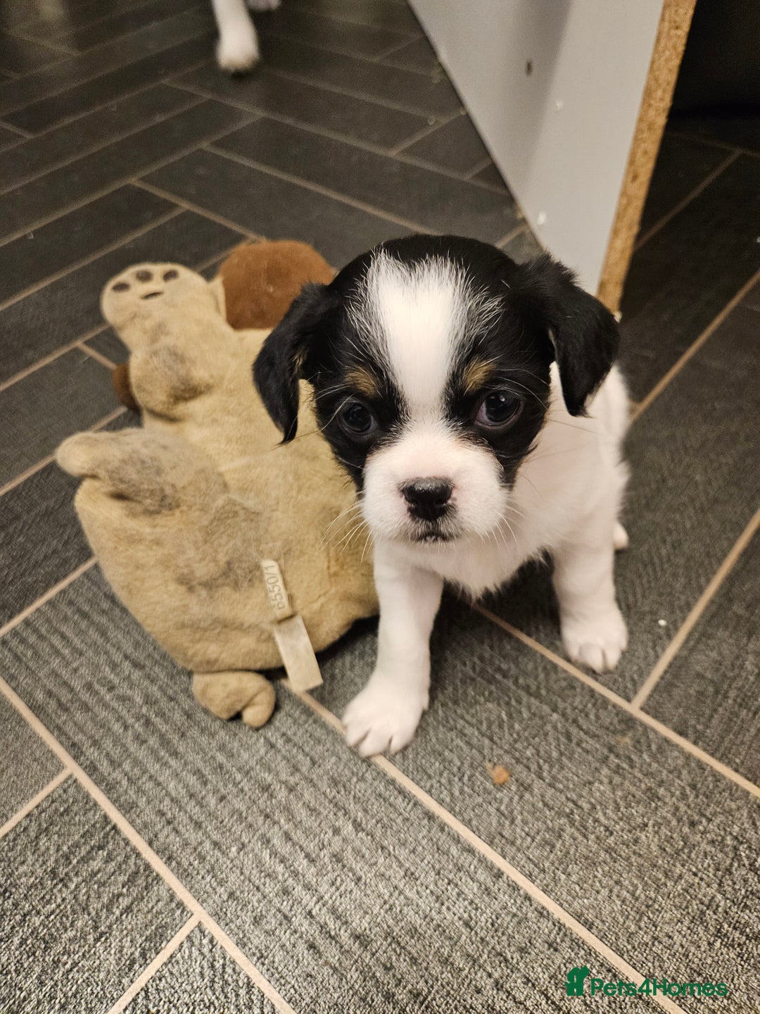 Mixed Breed dogs for sale: Jackallhapso - Advert 5