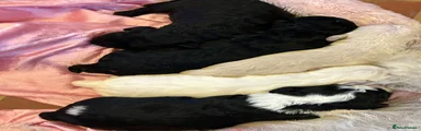 Mixed Breed Puppy 2