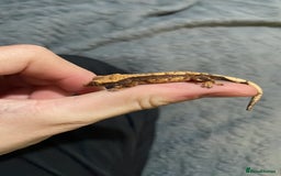 Gecko reptiles for sale: 1 Lily whiteNew baby geckos ready msg for new pics - Advert 5