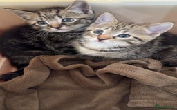 Bengal cats for sale: Two tabby kittens - Image 1