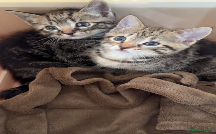 Bengal cats - Advert 8