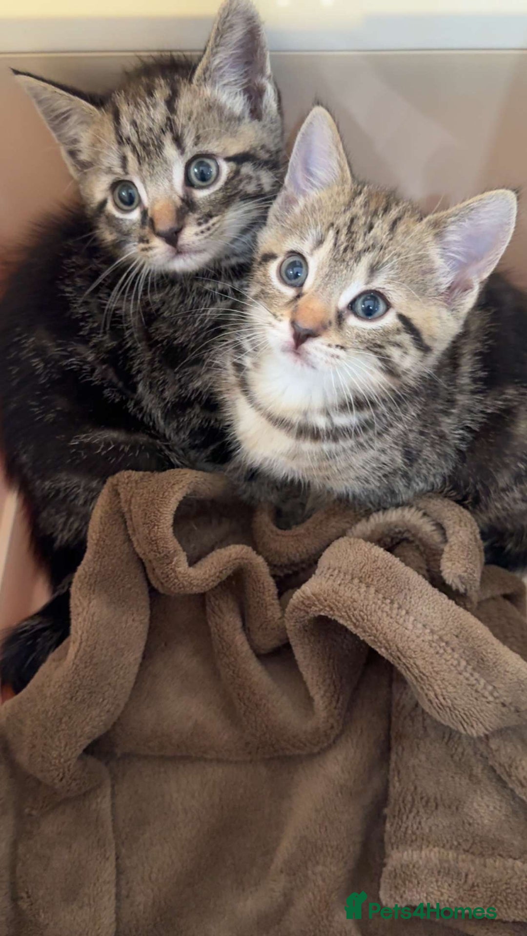 Bengal cats for sale: Two tabby kittens - Image 1
