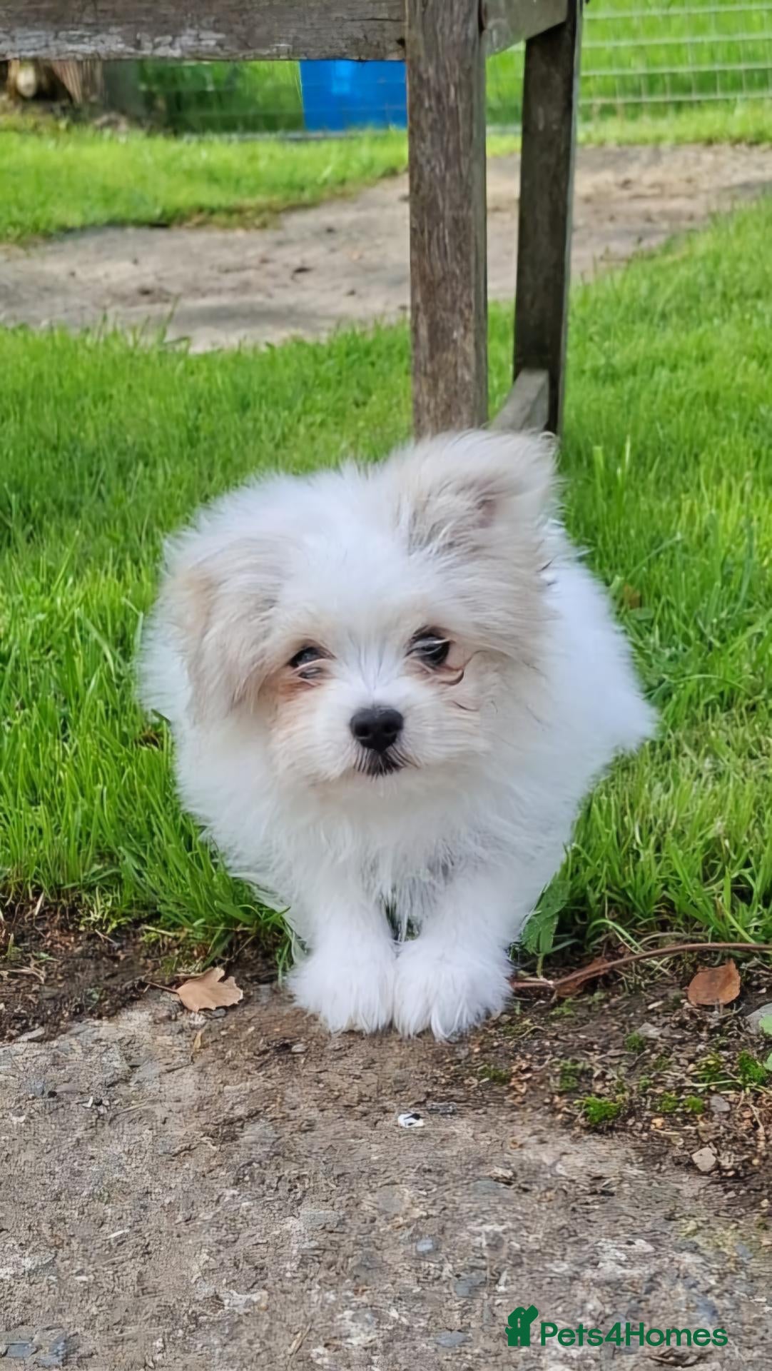 Maltipom dogs Gorgeous female Maltipom Puppy - Advert 2
