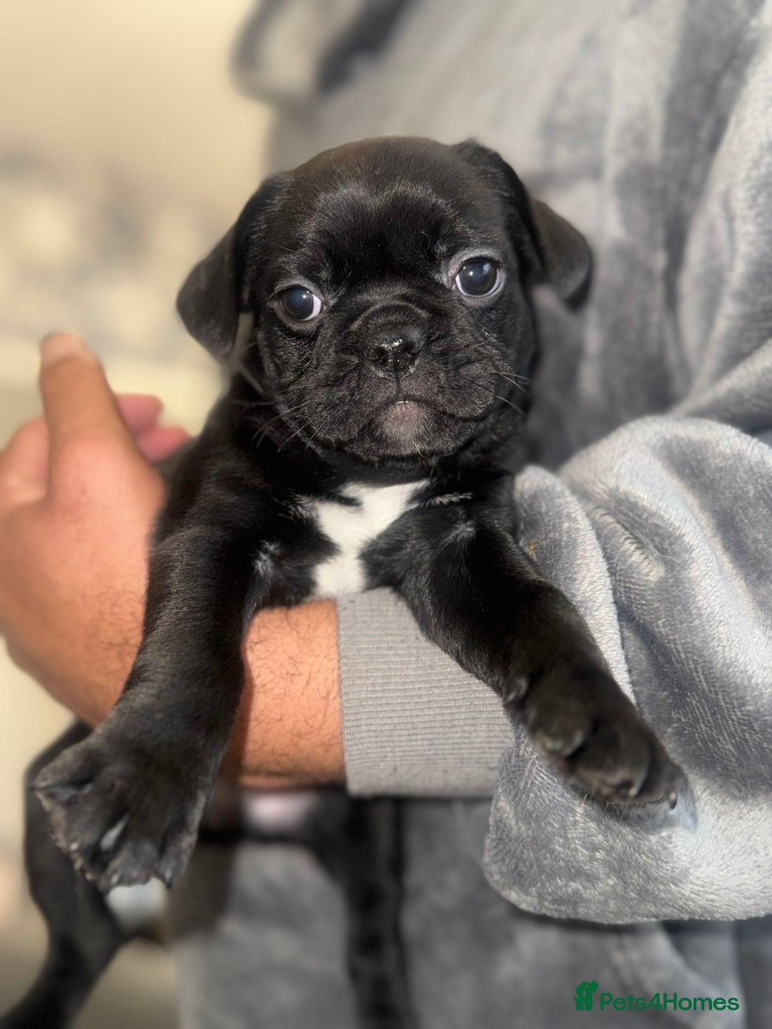 Frug dogs for sale: Black and Merle frugs. - Advert 9