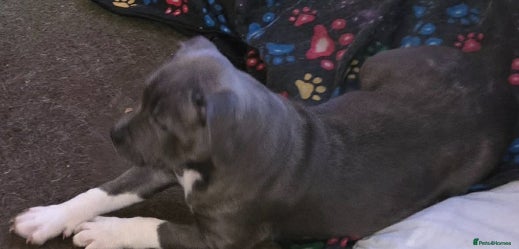 Staffordshire Bull Terrier dogs Last Kc Blue girl Staff pup. - Advert 20