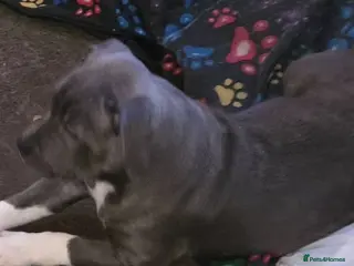 Staffordshire Bull Terrier dogs Last Kc Blue girl Staff pup. - Advert 16