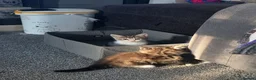 Mixed Breed cats for sale: 4 beautiful Kittens - Advert 9