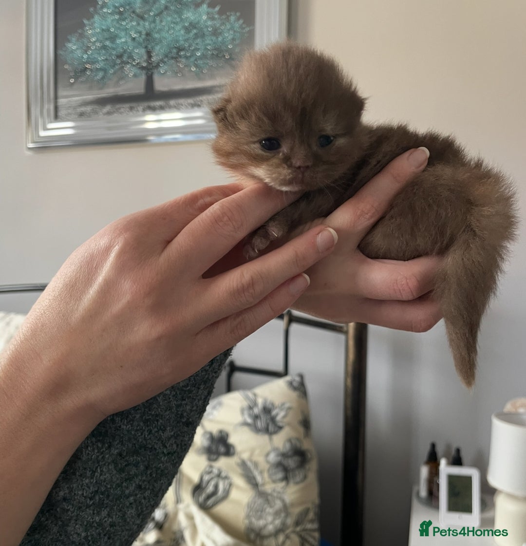 British Shorthair cats for sale: GCCF BRITISH SHORTHAIR KITTENS - Advert 28