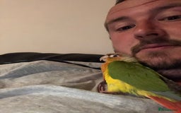 Conures birds for sale: Pineapple conure  - Image 2