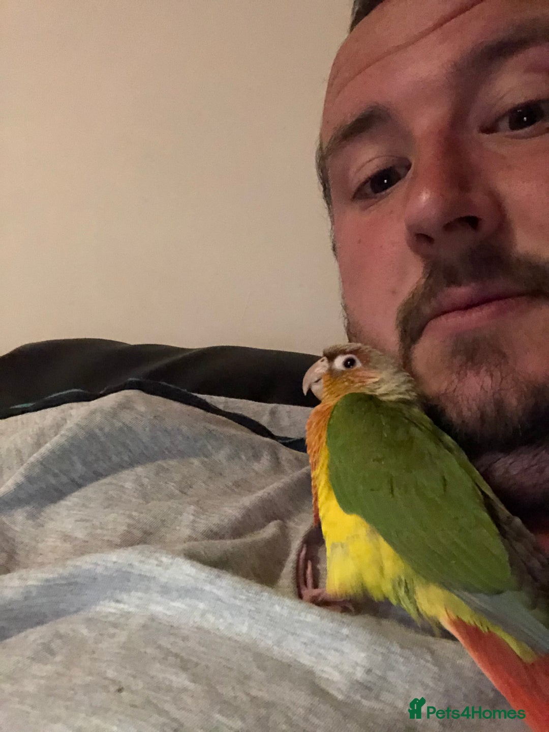 Conures birds for sale: Pineapple conure  - Image 2