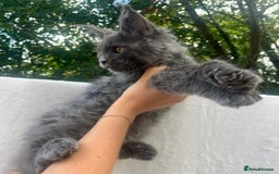 Maine Coon cats for sale: STUNNING MAINE COON SMOKE (tica activereg ) - Image 33