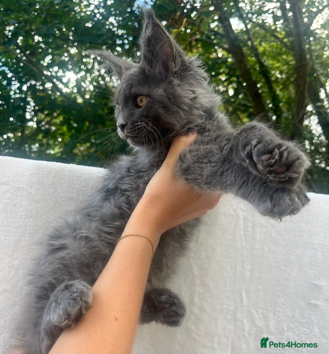 Maine Coon cats for sale: STUNNING MAINE COON SMOKE (tica activereg ) - Image 33