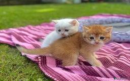 British Shorthair cats for sale: ✨🐾 Soft & Adorable Golden White Blue Kittens 🐾✨ - Image 6