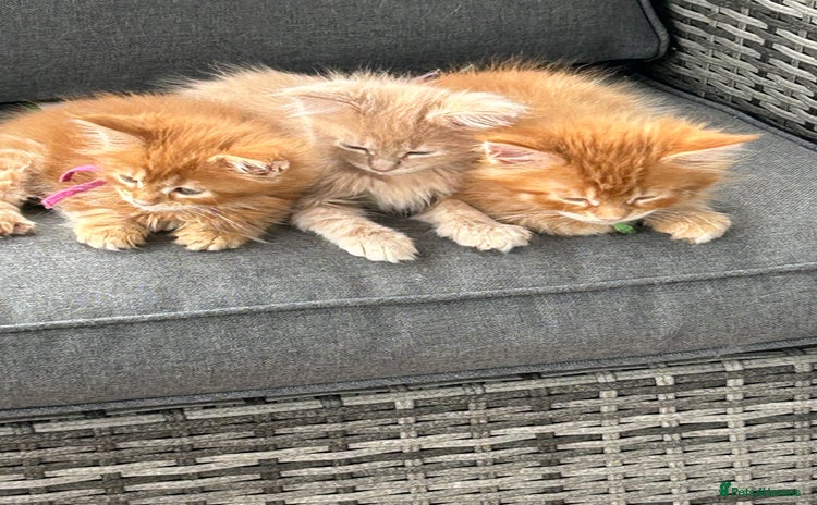 Maine Coon cats - Advert 1