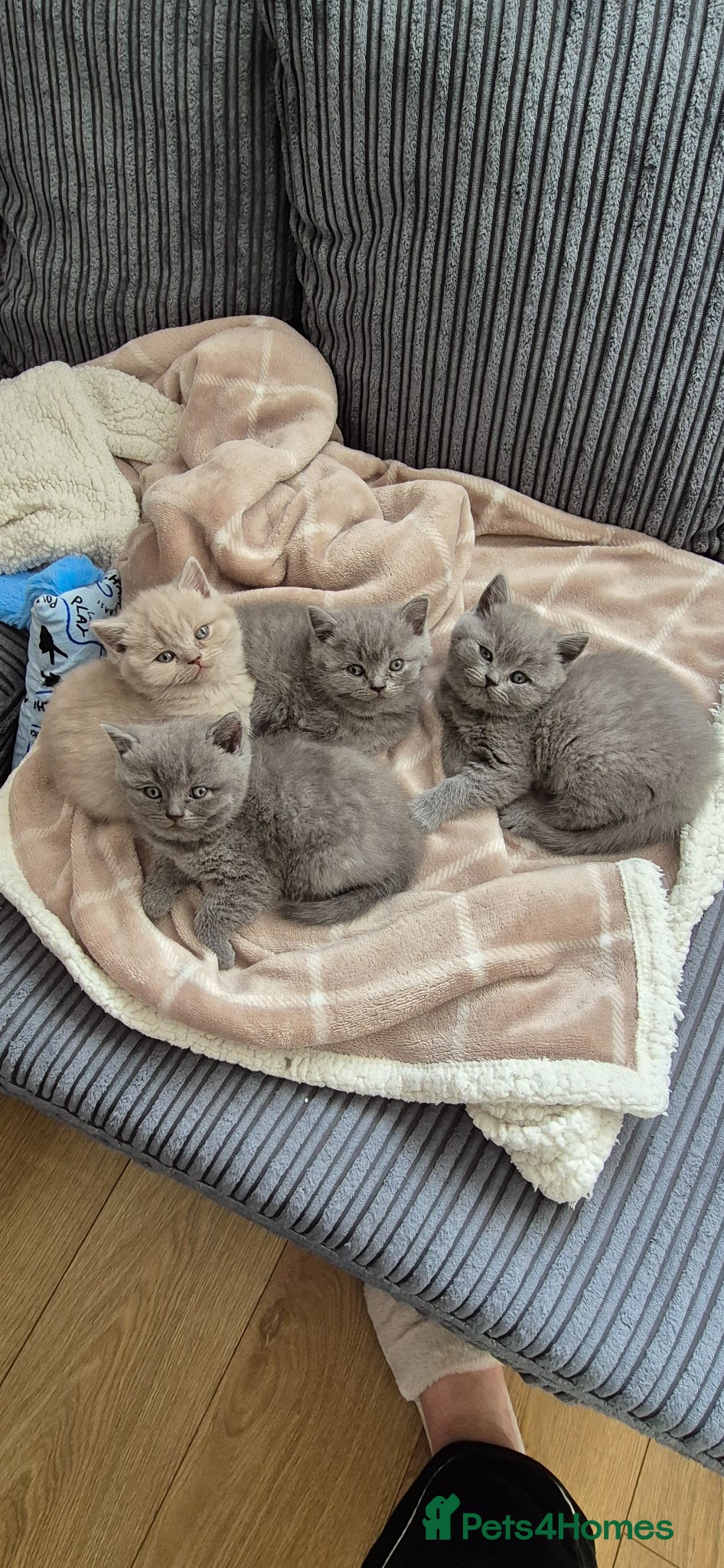 British Shorthair cats for sale: British shorthair kittens for sale  in Gloucester - Advert 1