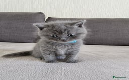British Shorthair cats for sale: Gorgeous BSH kittens  - Image 10